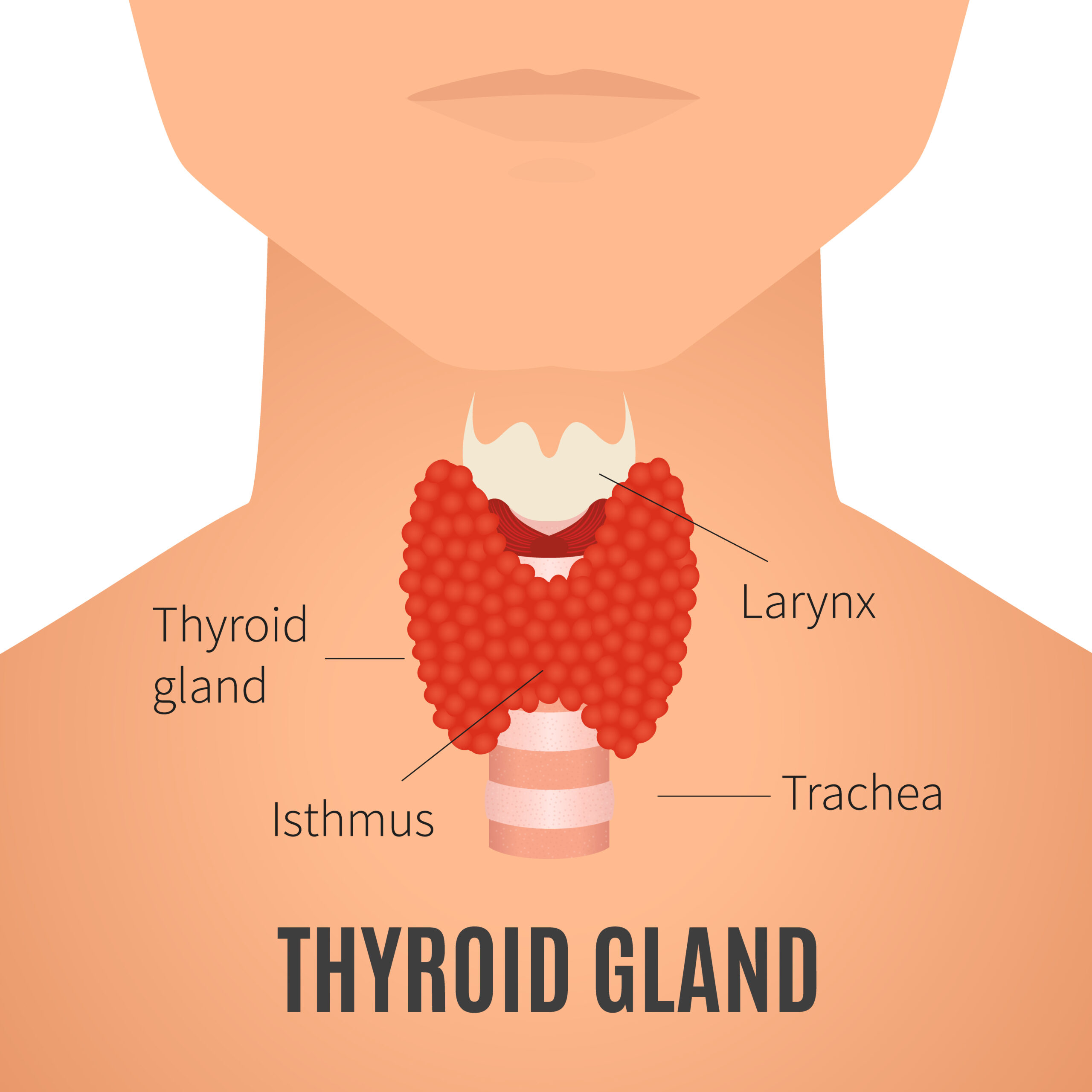 Graphic of thyroid gland to explain what is the thyroid gland